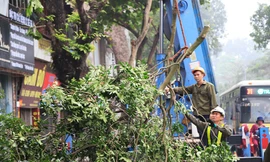 Hà Nội sẽ kiểm soát cây xanh bằng phần mềm hiện đại