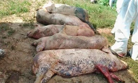 Hà Nội xuất hiện ổ dịch tả lợn châu Phi thứ 2