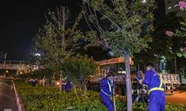 Di dời cây phong lá đỏ trong đêm. Ảnh: Duy Phạm