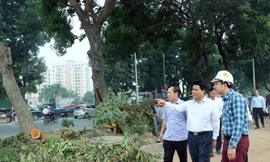 Chủ tịch Hà Nội kiểm tra đột xuất việc chặt hạ cây xanh