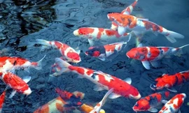 Sắp thả cá Koi Nhật Bản trên sông Tô Lịch