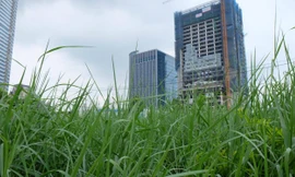 Cây cỏ bị 'bỏ rơi', nhiều phố Hà Nội thành 'vườn hoang'