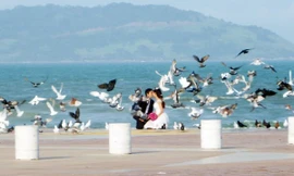 Hà Nội sắp thả chim bồ câu tại Vườn hoa Lý Thái Tổ