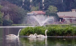 Thiên nga được bảo vệ ra sao ở hồ Thiền Quang dịp Tết?