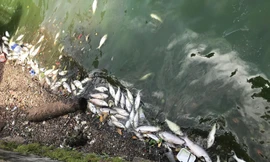 Nhiều hồ xuất hiện cá chết: Hà Nội yêu cầu báo cáo nếu có bất thường