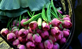 Hà Nội lần đầu tổ chức Lễ hội sen quy mô lớn 