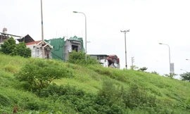 Cây cỏ mọc um tùm cao quá đầu trên các tuyến đê thuộc quận Long Biên