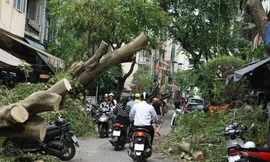 Tái thiết cây xanh ở Hà Nội cần có kịch bản, quy hoạch tổng thể trên toàn thành phố