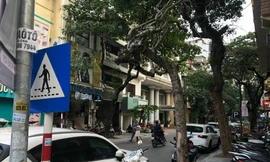 Cây xanh chết đã được cắt ngọn chờ điều tra, xử lý