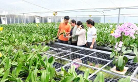 Nông nghiệp Hà Nội chuyển hướng với những mô hình mang lại giá trị kinh tế cao. Ảnh minh họa