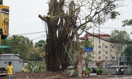 Hà Nội truy trách nhiệm đơn vị trồng cây để nguyên vỏ bầu bị gãy đổ