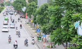 Hàng loạt cây xanh xoà bóng mát sau hơn 1 năm trồng mới