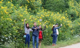 Vườn hoa dã quỳ tại Hà Nội thu hút du khách 