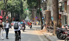 Công an xác minh nguyên nhân 3 cây sao đen trăm tuổi chết khô trên phố Lò Đúc