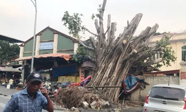 Hà Nội xác minh loạt cây lớn chết có dấu hiệu bị xâm hại