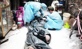 Thời điểm cơ quan chức năng gom lợn tiêu hủy tại phường Lĩnh Nam, quận Hoàng Mai.