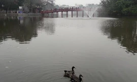 Không có chuyện vịt trời 'di cư' đến hồ Gươm