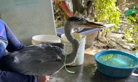 Hà Nội xóa sổ 'chợ chim trời' dọc Đại lộ Thăng Long