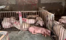 Phát hiện hơn 4.000kg thịt lợn có triệu chứng nhiễm bệnh tại Tam Đảo