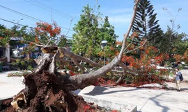 Cây phượng nếu bị quây bê tông, rất dễ đổ bật gốc dù không mưa bão. Ảnh minh họa