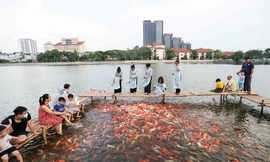 Ngất ngây sắc màu của vạn con cá Koi khi đến hồ Tây