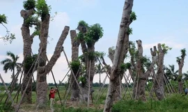 Cây xanh được ươm tại vườn trước khi được trồng trên phố. Ảnh minh họa