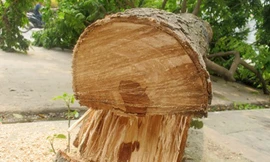 Sưa đỏ bị cưa trộm trên phố