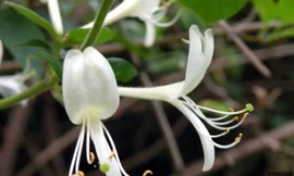 Hoa kim ngân chữa chắp mắt, lẹo mắt