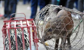 Bày bán thịt thú rừng ở Chùa Hương