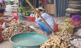 Nhà hàng, khách sạn Việt chủ yếu dùng gừng độc Trung Quốc