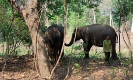 Voi Y Khun và Bun Khăm thường xuyên kiểm tra sức khỏe cho nhau