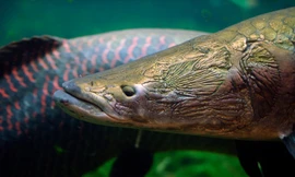 Loài cá như cỗ xe tăng dưới lòng sông Amazon