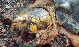 Giăng bẫy bắt rùa 'quái vật' khổng lồ, có bộ hàm quái dị