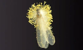 Tử vong vì ăn mối đặc sản 