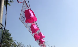 Phố xuân Đà Nẵng nhuộm thắm sắc hoa đào chuông