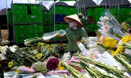 Hàng vạn cành hoa Đà Lạt không xuất khẩu được phải đổ bỏ, Bộ Nông nghiệp nói gì?