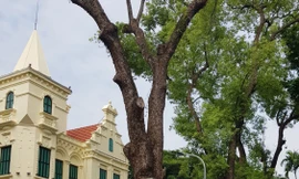 Một trong 3 cụ Khuynh diệp đang lặng lẽ tịch 