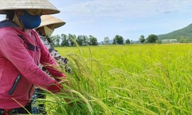 Bao bì lúa giống của Tổng Cty Sông Gianh