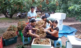 Tạo nhiều việc làm cho lao động nữ, thúc đẩy bình đẳng giới