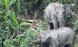 Phát hiện đàn voi quý hiếm tại Quảng Nam