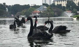 Hà Nội: Đàn thiên nga nuôi ở hồ Thiền Quang chết một nửa