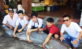 Con cá tra dầu dài khoảng 2m có trọng lượng 210kg 