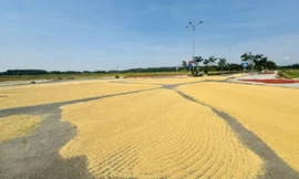 Làm đường tiền tỷ chỉ để… phơi lúa? 