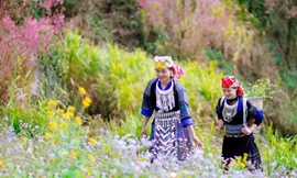 Hoa Đào rừng tạo sức hút du lịch cho huyện nghèo vùng cao Mù Cang Chải