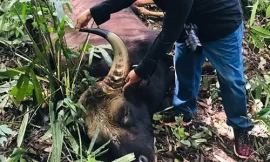 Bò tót 800 kg chết trong khu bảo tồn Đồng Nai