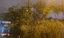 Hình ảnh bão số 3 đổ bộ, Móng Cái cây đổ ngổn ngang