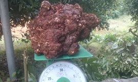 Củ nấm mà anh Cường đang sở hữu. Ảnh: Anh Thư.