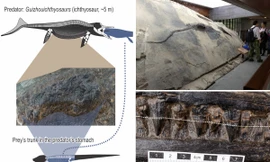 Cái chết ám ảnh 240 triệu năm: Quái vật biển sâu tử vong vì bội thực 