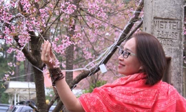 Rợp sắc hoa đào ở Măng Đen ngày giáp Tết 