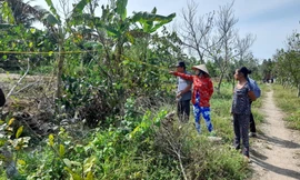Dự án đường cao tốc Cần Thơ – Hậu Giang: Hàng chục nghìn cây mai trồng 'bất thường'